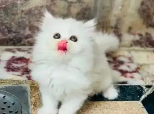 Persian female cat for sale 03250120476