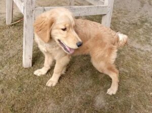 golden retriever puppy for sale 03428364158