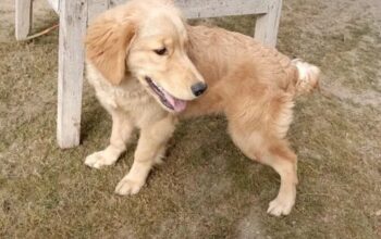 golden retriever puppy for sale 03428364158