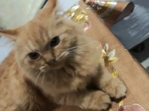 Persian cat pair for sale 03480536610