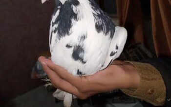 male sherazi pigeon for sale 
03201849766