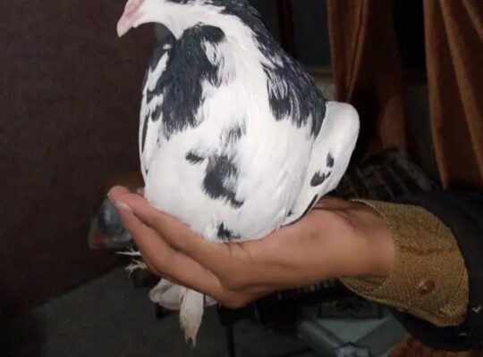 male sherazi pigeon for sale 
03201849766