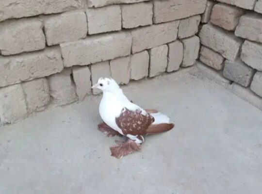 female pigeon for sale 
03075002239