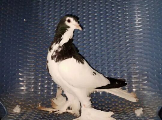 male sherazi pigeon for sale 
03201849766