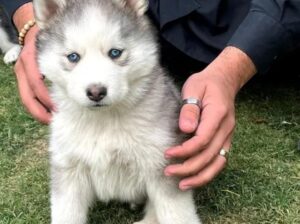 Siberian husky for sale 03231150759