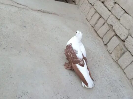 female pigeon for sale 
03075002239