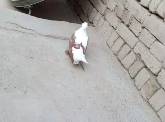 female pigeon for sale 
03075002239