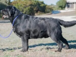 black Labrador for sale03299181633