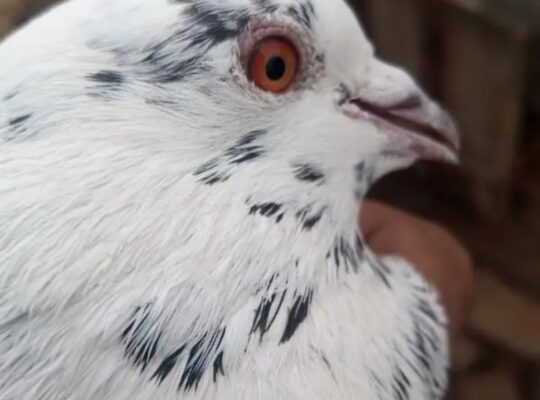 pigeon pair for sale 03075002239