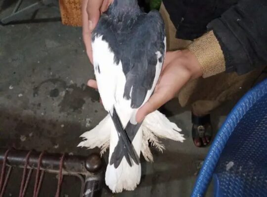 male sherazi pigeon for sale 
03201849766