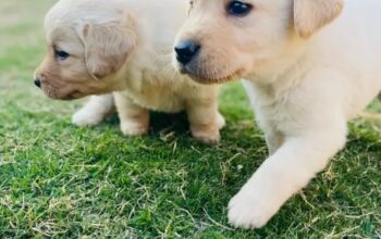 Labrador puppies for sale 03151115053