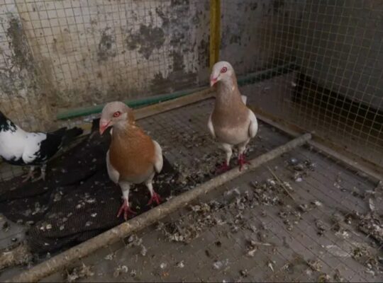 mixed pigeons pairs for sale 
03000272865