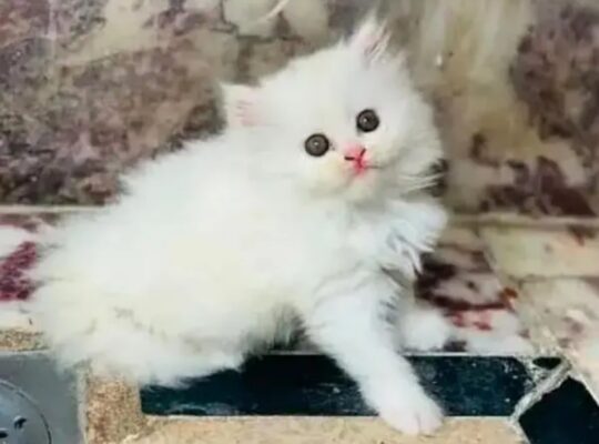 Persian female cat for sale 03250120476