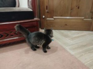 female Persian kitten for sale 03464230440