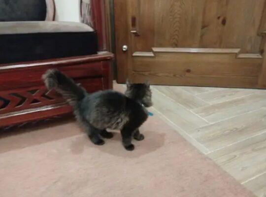 female Persian kitten for sale 03464230440