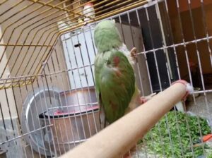 Raw Parrot female for sale 03036718060