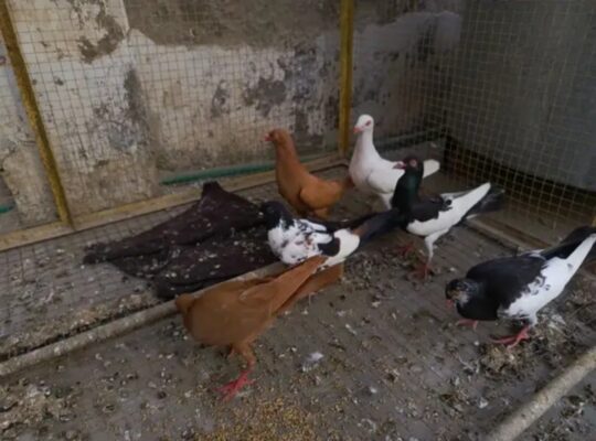 mixed pigeons pairs for sale 
03000272865