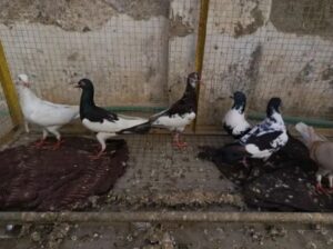 mixed pigeons pairs for sale 
03000272865