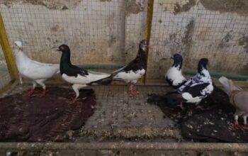 mixed pigeons pairs for sale 
03000272865