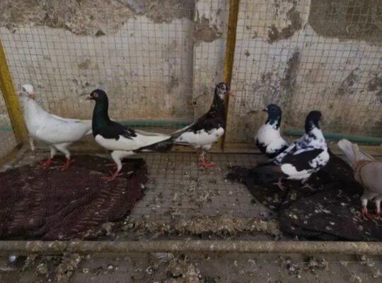 mixed pigeons pairs for sale 
03000272865